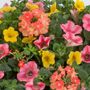 Blooming Block Kwik Kombos&trade; Beach Bum&trade; Standard Mix