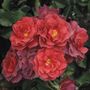 Cinco de Mayo&trade; Floribunda Rose
