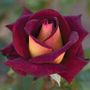 Dark Night&trade; Hybrid Tea Rose