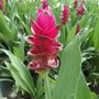 Curcuma Bangkok Ruby Bulbs