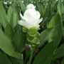 Curcuma White Jasmine Bulbs