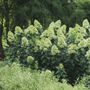 Hydrangea LIMELIGHT PRIME&trade;