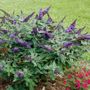 Buddleia Pugster Blue&reg;