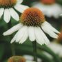 Echinacea PowWow White