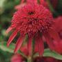 Echinacea Double Scoop&trade; Cranberry