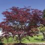 Acer Bloodgood