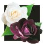 Iceberg & Burgundy Iceberg 36-Inch Tree Rose