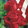 Veterans Honor&reg; Hybrid Tea Rose