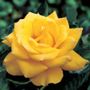 Henry Fonda Hybrid Tea Rose