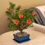 Azalea Bonsai