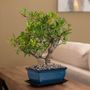 Pyracantha Bonsai