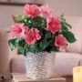 Lipstick Pink Hibiscus Plant