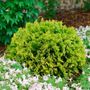 Thuja ANNAS MAGIC BALL&reg;