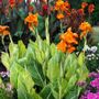 Canna Tropicanna&reg; Gold Bulb