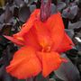 Canna Tropicanna&reg; Black Bulb