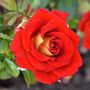 Ketchup & Mustard&trade; Floribunda Rose