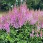 Astilbe Black Pearls