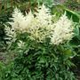 Astilbe Washington