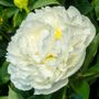 Duchesse de Nemours Peony