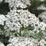 Achillea New Vintage White&trade;