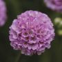 Armeria Dreameria&reg; Sweet Dreams