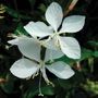Gaura Whirling Butterflies