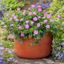 Geranium Blushing Turtle