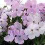 Phlox Woodlander Lilac