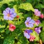 Pulmonaria Margery Fish