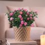 Pink Rose Gift Plant