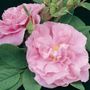 Th&eacute;r&egrave;se Bugnet Hybrid Rugosa Rose