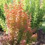 Berberis Sunjoy Orange Pillar&trade;