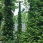 Thuja Sting&trade; Arborvitae