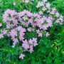 Thymus Pink Chintz