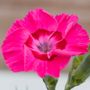 Dianthus American Pie&reg; Bumbleberry Pie