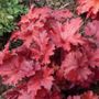 Heuchera Forever&reg; Red