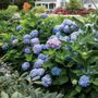 Hydrangea All Summer Beauty