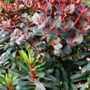 Euphorbia Watersaver&trade; Blackbird