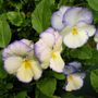Viola Celestial&trade; Blue Moon
