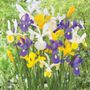 Dutch Iris Cut Flower Bulb Garden Blend