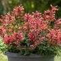 Agastache Sunrise&trade; Red Improved Hyssop