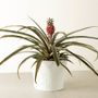 Happy Pineapple