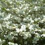 Cornus Spring Grove&trade; Dogwood