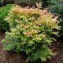 Acer Metamorphosa&trade; Japanese Maple