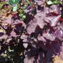 Cercis Black Pearl&trade; Redbud