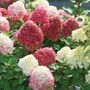 Hydrangea Little Lime Punch&reg; Panicle Hydrangea