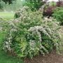 Kolkwitzia Jolene Jolene&trade; Beautybush
