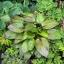 Hosta First Blush Plantain Lily