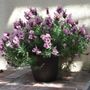 Lavandula Lavish&reg; Pink Lavender
