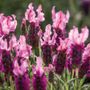 Lavandula New Madrid&reg; Rose Lavender